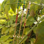 Gold Plated Rainbow AAA Cubic Zirconia Tennis Chain Necklace Choker - - Luxury Jewelry by WAAMII