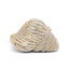Crystal Conch Shape Minaudiere bags WAAMII Color 3 AB  